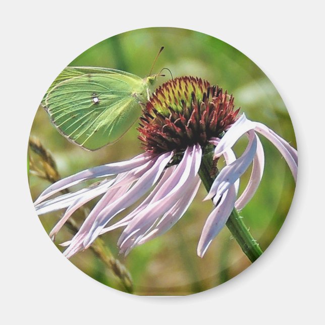 Pale Purple Coneflower Magnet (Front)