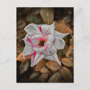 Pale Rose with Pink Streaks and Water Droplets Postcard
