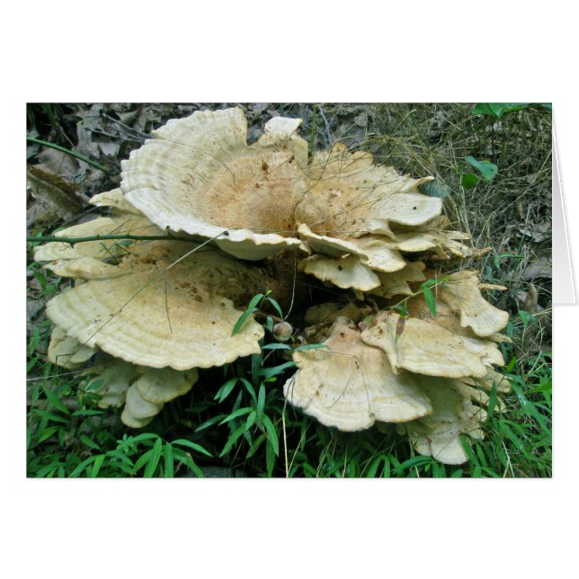 Pale Shelf Fungus Coordinating Items (Front Horizontal)