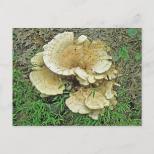 Pale Shelf Fungus Coordinating Items Postcard