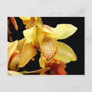 Pale Yellow Cymbidium Orchid Postcard