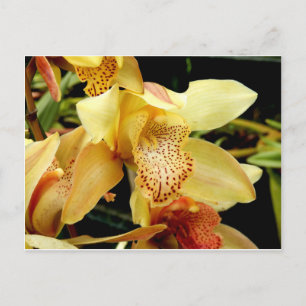 Pale Yellow Cymbidium Orchid postcard