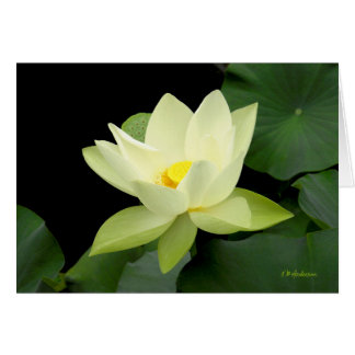 Pale yellow floating water lily leaves