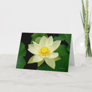 Pale yellow floating waterlily card