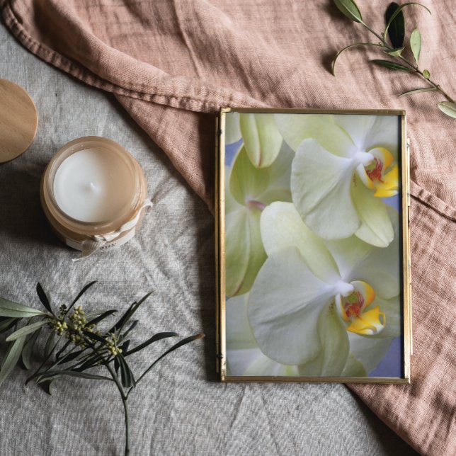 Pale Yellow Phalaenopsis Orchids Floral Photo Print (In Situ Framed)