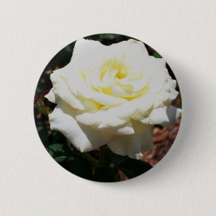 Pale Yellow Rose 6 Cm Round Badge