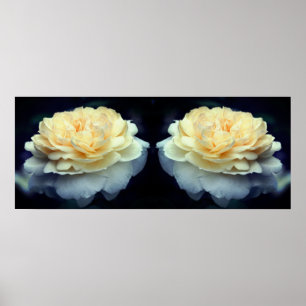 Pale Yellow Rose In Bloom Mirror Abstract Poster