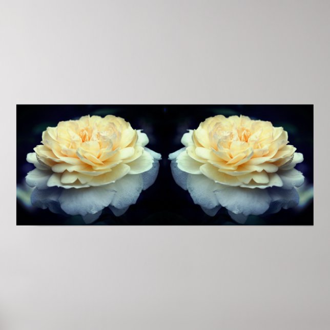 Pale Yellow Rose In Bloom Mirror Abstract Poster (Front)