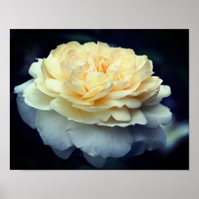 Pale Yellow Rose In Bloom Poster (Front)