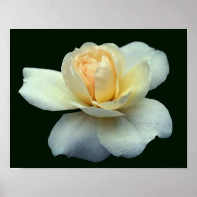 Pale Yellow Rose Petals With Dew Drops Poster (Front)