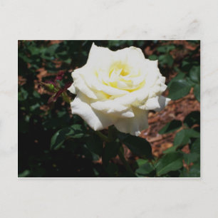 Pale Yellow Rose Postcard