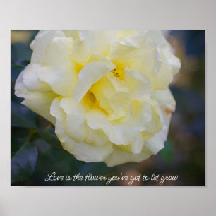 Pale yellow rose  poster
