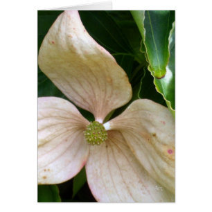 Palest Pink Dogwood