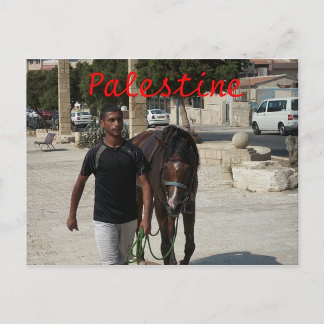 Palestinian Knight Postcard (Front)