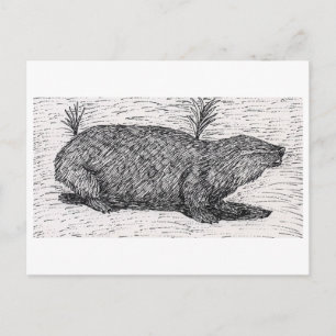 Palestinian Mole Rat Postcard