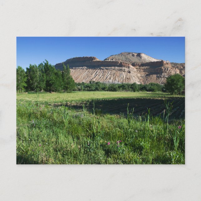 Palisade Farm Postcard (Front)