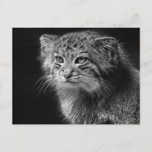 Pallas's cat portrait postcard