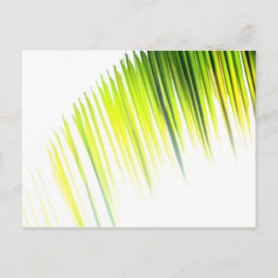 Palm Abstract (postcard) Postcard