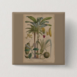 Palm Antique Tropical Fruit Botanical Art 15 Cm Square Badge