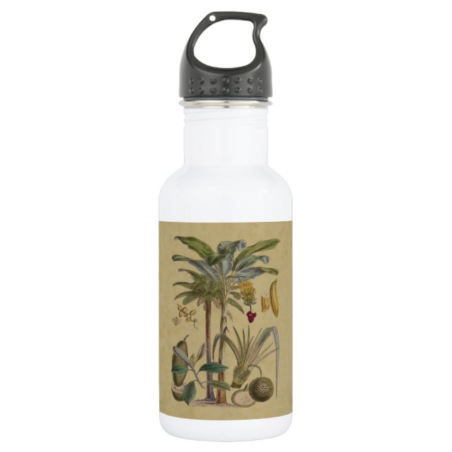 Palm Antique Tropical Fruit Botanical Art 532 Ml Water Bottle (Front)