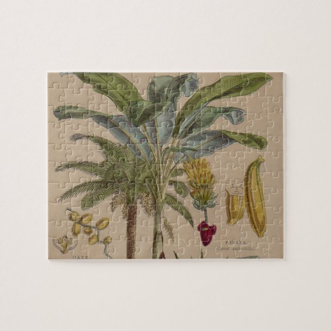 Palm Antique Tropical Fruit Botanical Art Jigsaw Puzzle (Horizontal)