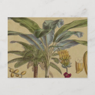 Palm Antique Tropical Fruit Botanical Art Postcard