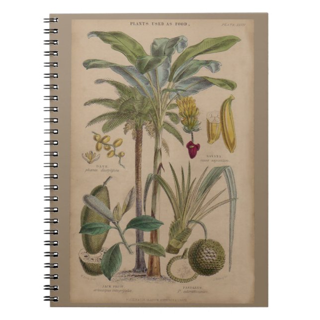 Palm Antique Tropical Fruit Botanical Art Spiral Notebook (Front)