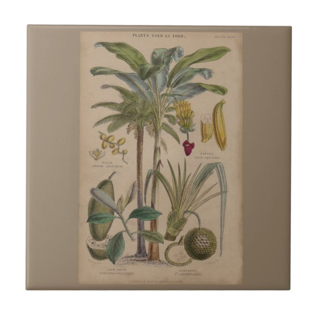 Palm Antique Tropical Fruit Botanical Art Tile (Front)