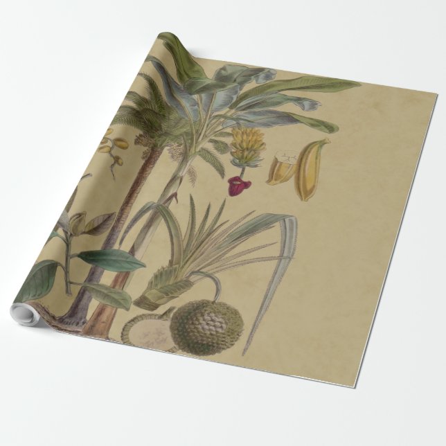 Palm Antique Tropical Fruit Botanical Art Wrapping Paper (Unrolled)