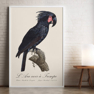 Palm Cockatoo, Probosciger aterrimus parrot, retro Photo Print