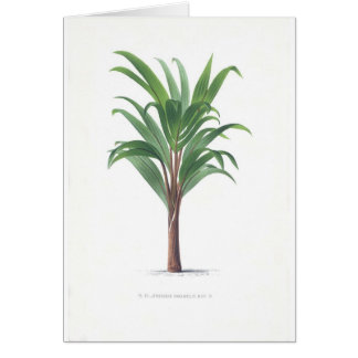 Palm collection - Drawing III