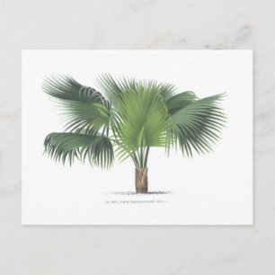 palm drawing VII Postcard