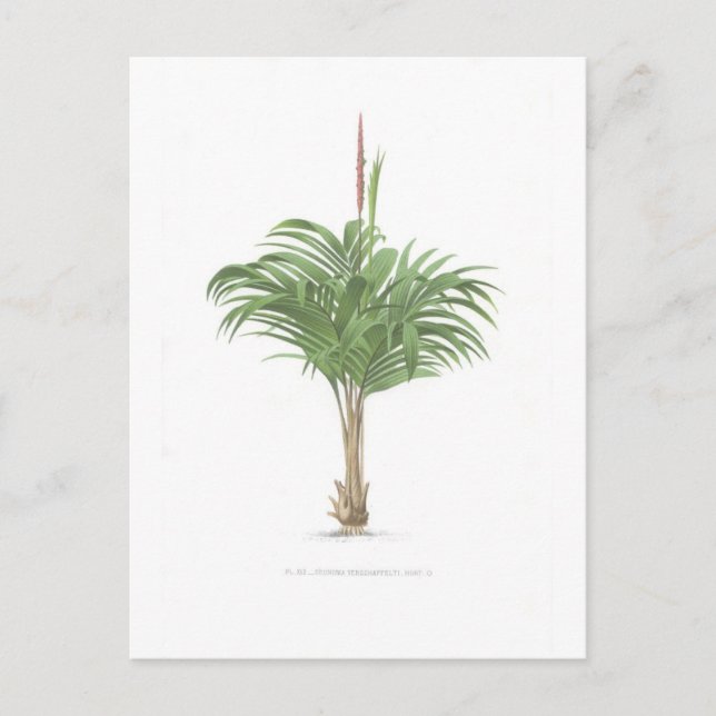 Palm drawings Collection Postcard (Front)