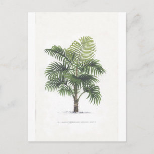 Palm drawings Collection Postcard
