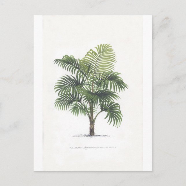 Palm drawings postcard (Front)