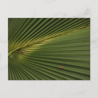 Palm Frond  Postcard