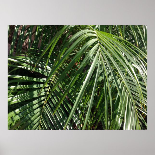 Palm Fronds Fine Art Nature Photography Poster (Front)