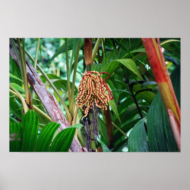Palm Fruit in Hawaii Poster (Front)