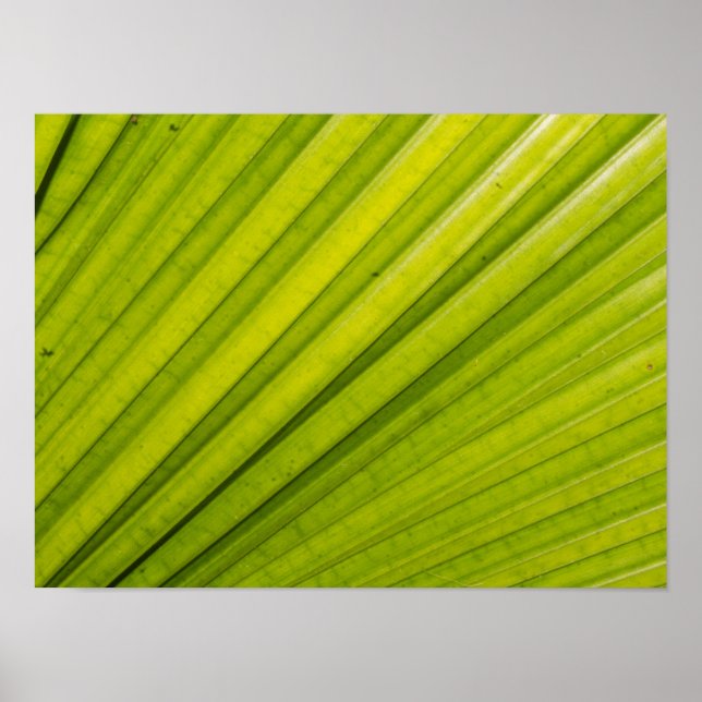 Palm Leaf Poster (Front)
