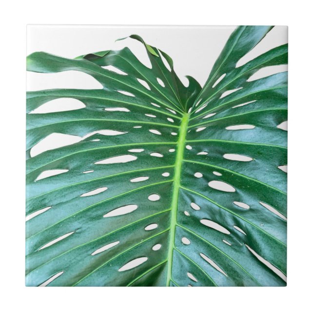Palm Leaf, tropical foliage, jungle rainforest  Tile (Front)