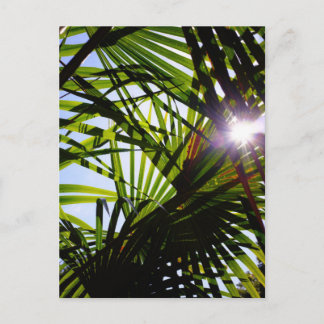 Palm leaves postcard