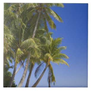 Palm lined beach Cook Islands 3 Tile