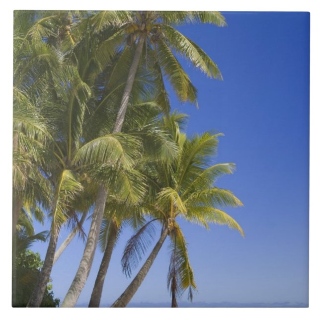 Palm lined beach Cook Islands 3 Tile (Front)