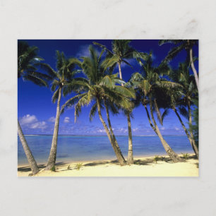 Palm lined beach Cook Islands 4 Postcard