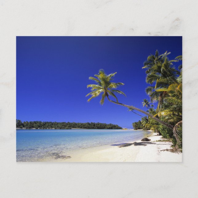 Palm lined beach Cook Islands 5 Postcard (Front)
