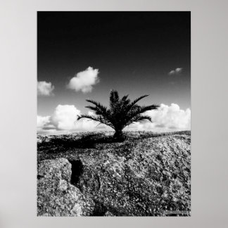 "Palm On Rock" JTG Art Poster
