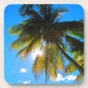 Palm Paradise Blue Sky Sunshine Coaster