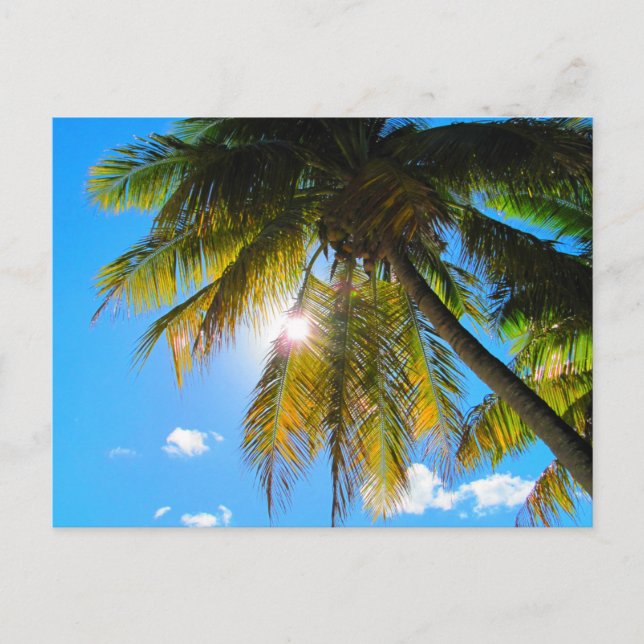 Palm Paradise Blue Sky Sunshine Postcard (Front)