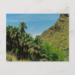 Palm Springs Scene Postcard