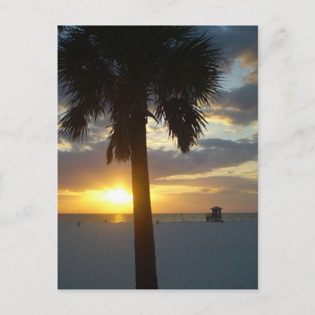 Palm Sunset Postcard (Front)